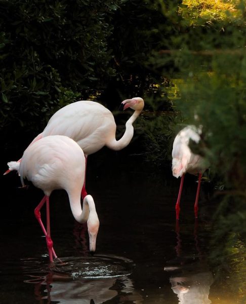 lignamo-zoo-lignano-riviera-img3
