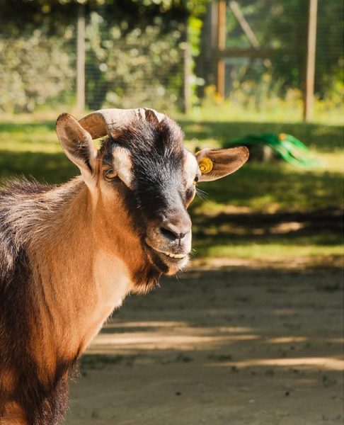 lignamo-zoo-lignano-riviera-img4