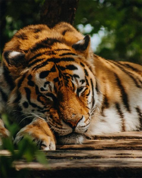 lignamo-zoo-lignano-riviera-img5